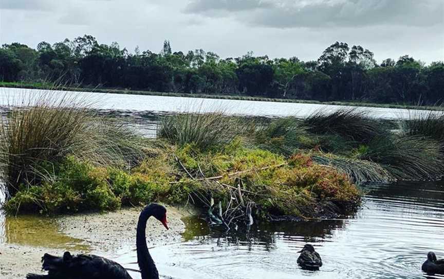 Black Swans near Ascott