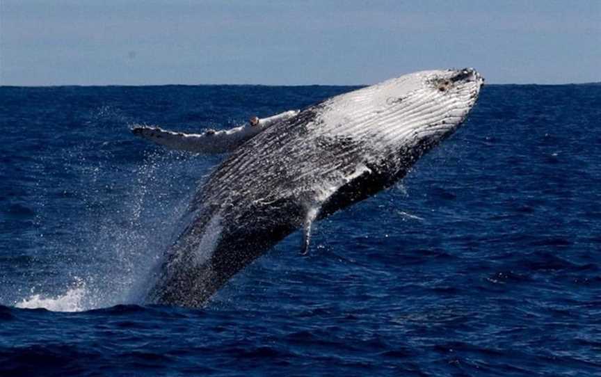 whale watching dunsborough