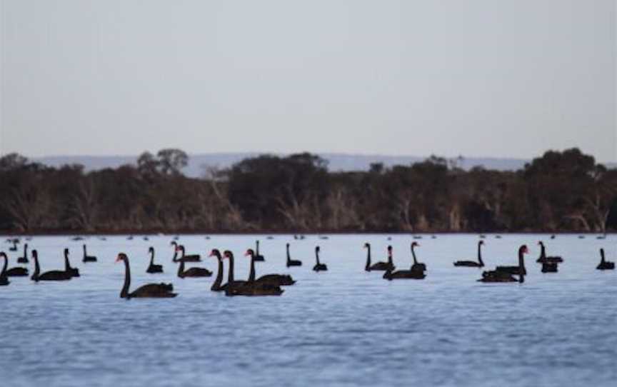 Specialty Birding Tours, Tours in Falcon