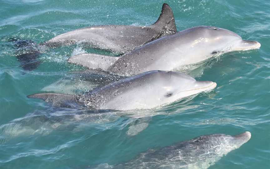 Mandurah Cruises- Dolphin Island Adventures, Tours in Mandurah