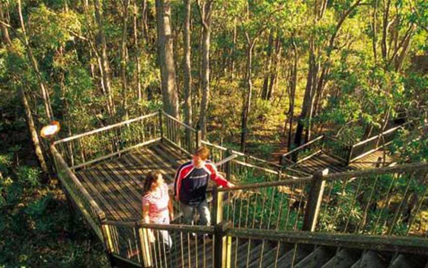 Tree top platform - 11mtrs into the canopy