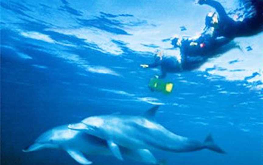 Swim with Wild Dolphins-Rockingham Wild Encounters, Tours in Shoalwater