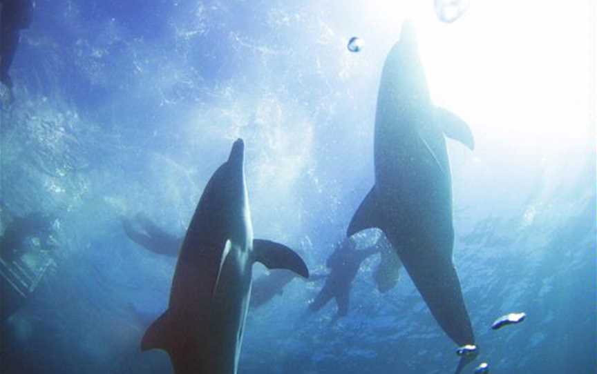 Swim with Wild Dolphins-Rockingham Wild Encounters, Tours in Shoalwater