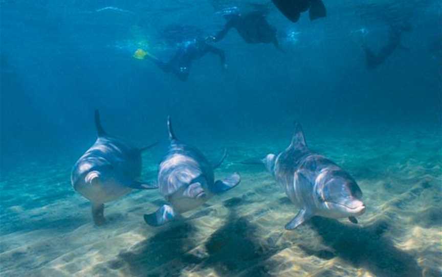 Dolphin Discovery Centre, Tours in Bunbury