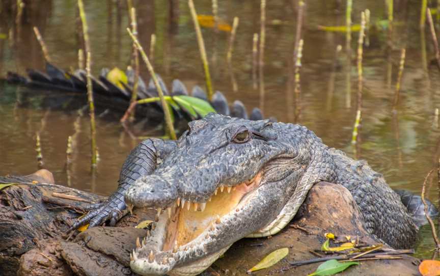 Snapping Tours, Innisfail, QLD