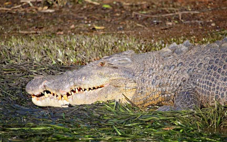 Snapping Tours, Innisfail, QLD