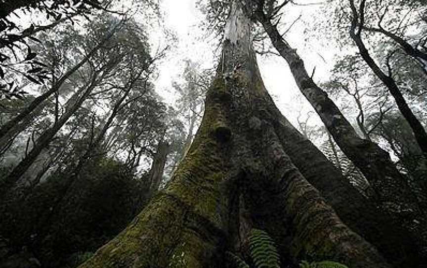 Echo Active Pty Ltd, Toolangi, VIC