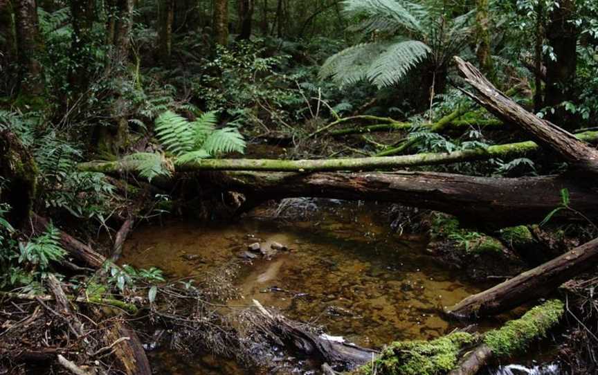 Echo Active Pty Ltd, Toolangi, VIC