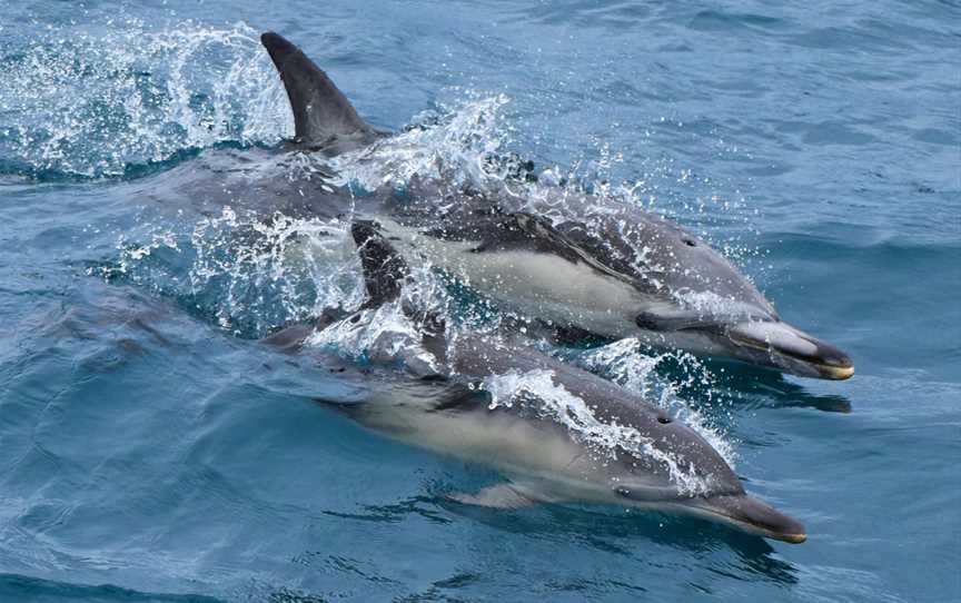 Wildlife Coast Cruises, Port Welshpool, VIC