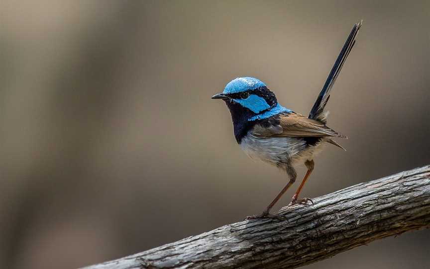 Inala Nature Tours, Bruny Island, TAS