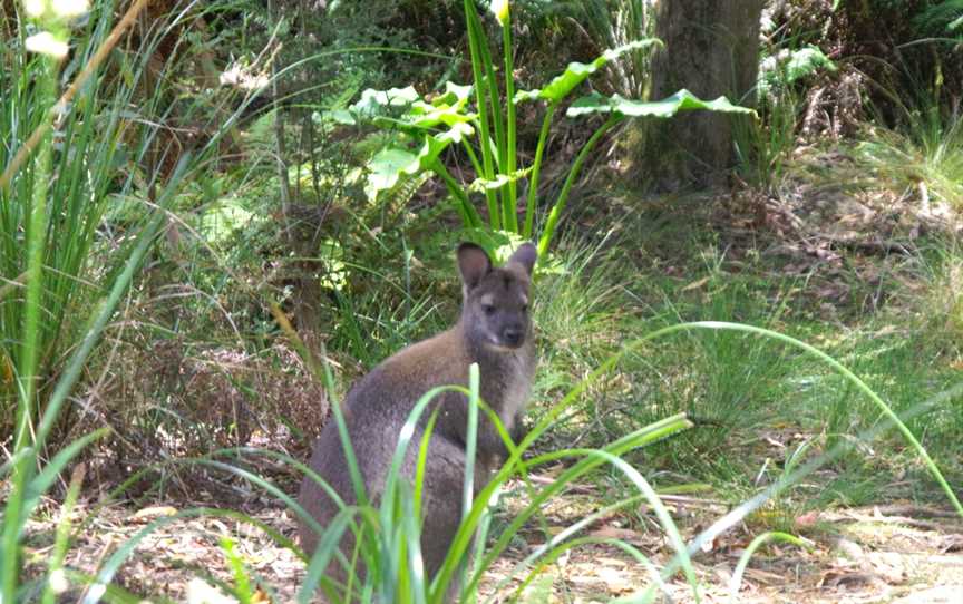 Leven River Cruises, Ulverstone, TAS