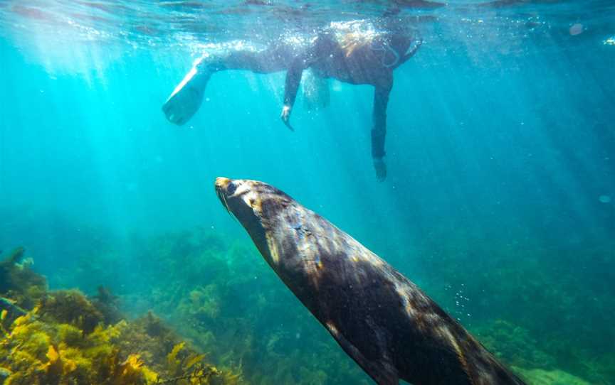 Kangaroo Island Ocean Safari, Penneshaw, SA