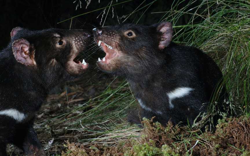 Devils in the Dark, Bicheno, TAS