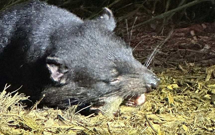 Devils in the Dark, Bicheno, TAS