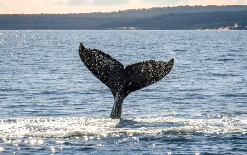 Hervey Bay Whale Watch, Urangan, QLD