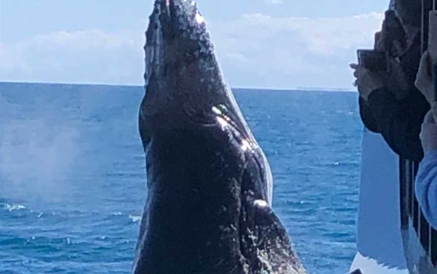 Spirit of Hervey Bay, Urangan, QLD