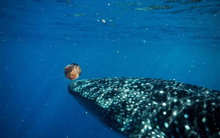 Cruise Ningaloo, Exmouth, WA