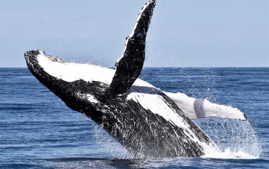 Spirit of Gold Coast Whale Watching, Main Beach, QLD