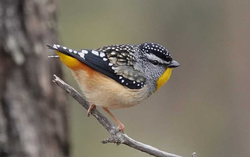 Firetail Birdwatching Tours, Box Hill, VIC