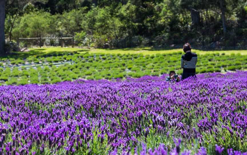 Port Arthur Lavender Farm · Tourist Attraction, Port Arthur, TAS