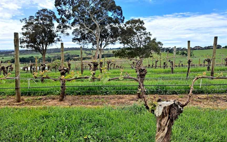 The Lane Vineyard - Experiences, Hahndorf, SA