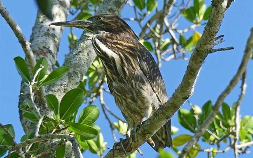 Tropical Treks Birding Adventures, Noosaville, QLD