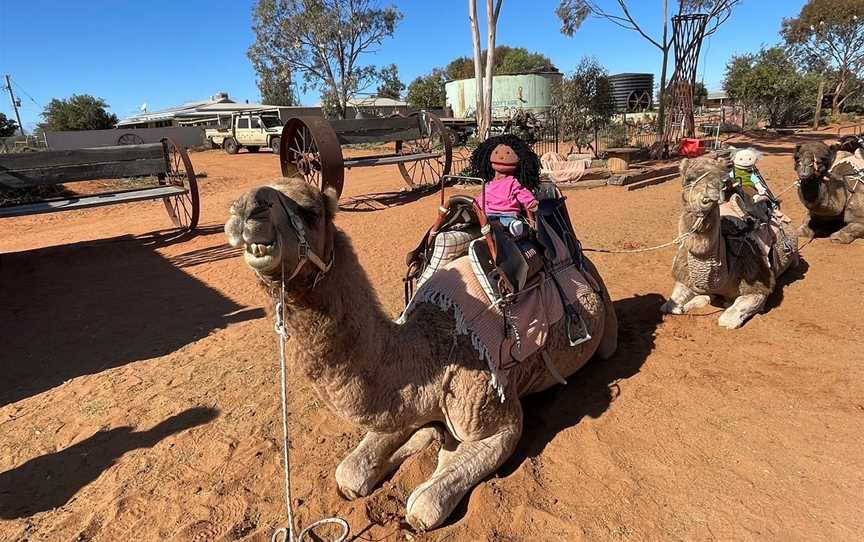 Silverton Outback Camels, Silverton, NSW