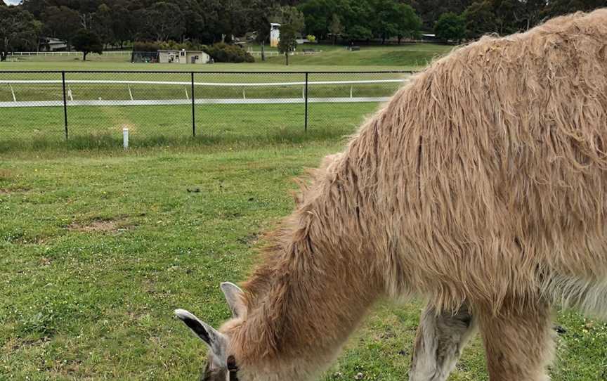 Hanging Rock Llama Treks, Woodend, VIC