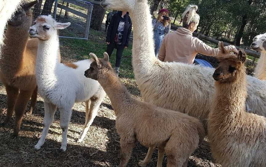 Hanging Rock Llama Treks, Woodend, VIC