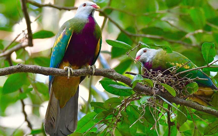 Eyes on Wildlife, Atherton, QLD