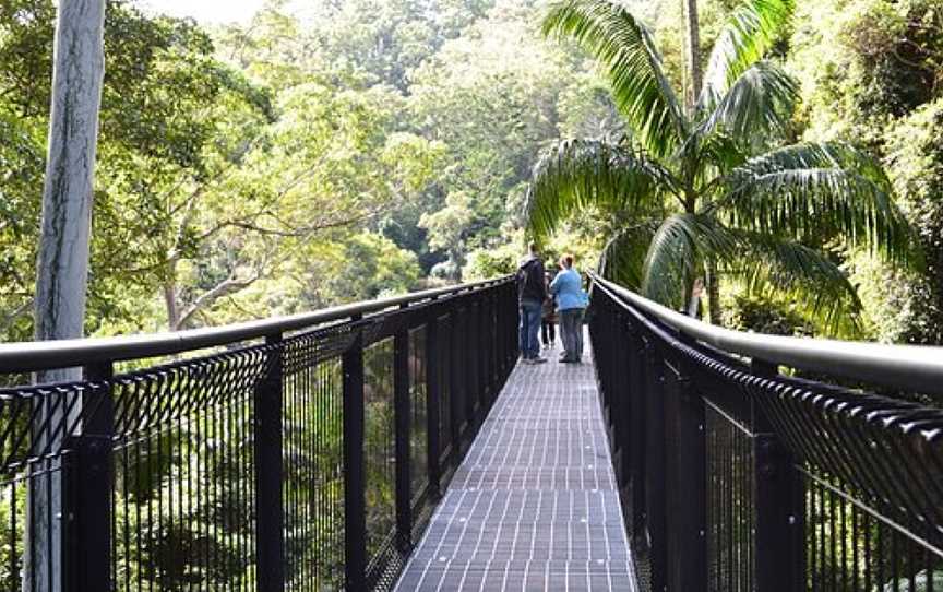 Tamborine Rainforest Skywalk, Tamborine Mountain, QLD