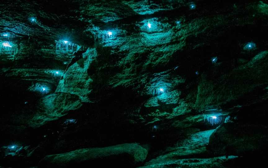 Blue Mountains Glow Worm Tours, Mount Tomah, NSW