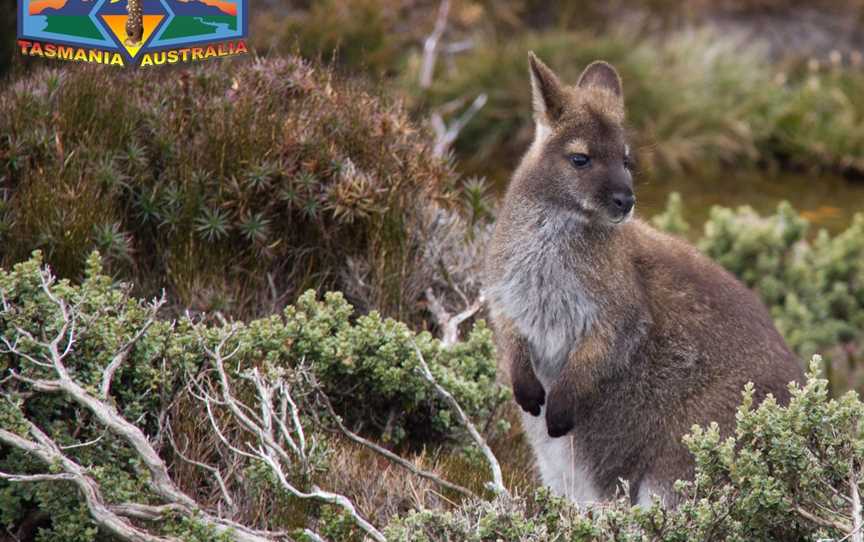 Pepper Bush Adventures - Day Tours, Scottsdale, TAS