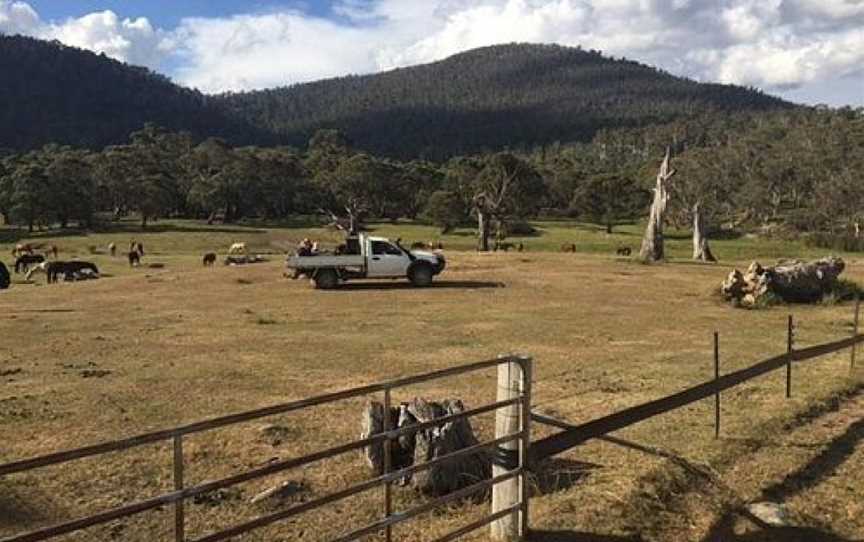 Thredbo Valley Horse Riding, Crackenback, NSW