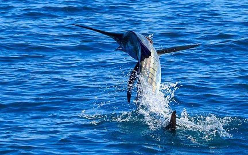 Broome Billfish Charters, Broome, WA