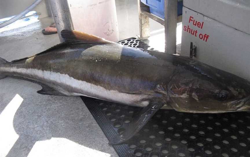 Top Catch Charters, Mooloolaba, QLD