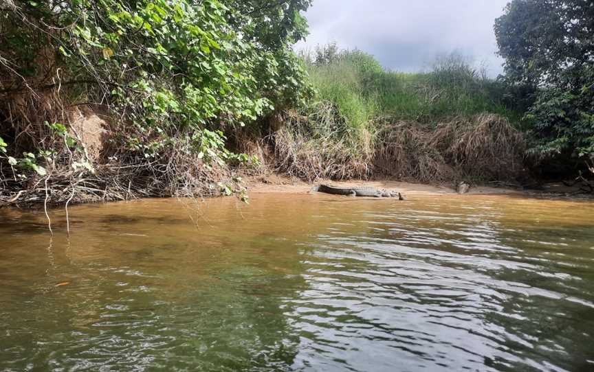 Daintree Crocodile Tours, Daintree, QLD