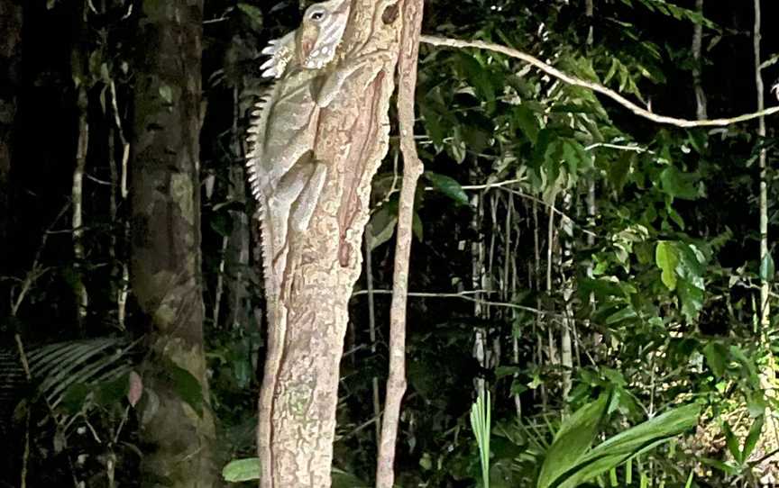 Jungle Adventures Night Walk, Cape Tribulation, QLD