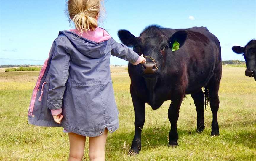 King Island Farm Tours - Meat Your Beef, King Island, TAS