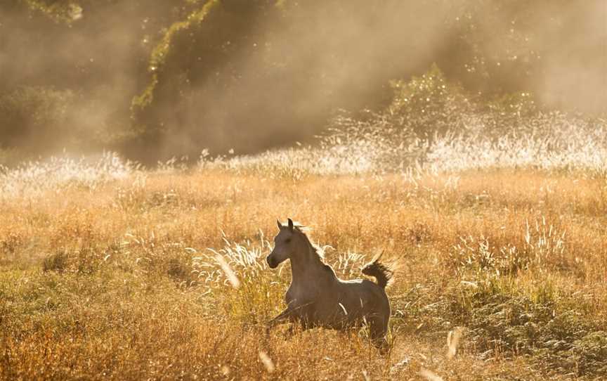 Southern Cross Horse Treks, Lorne, NSW