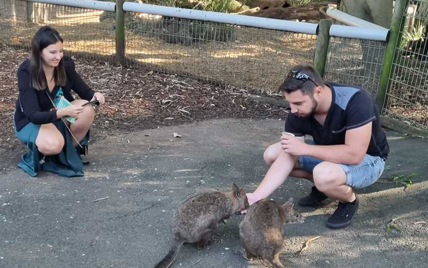 Blue Mountains Walking Tours, Katoomba, NSW