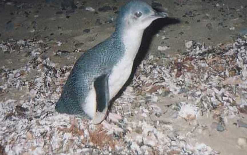 Wynyard Penguin Tours, Wynyard, TAS