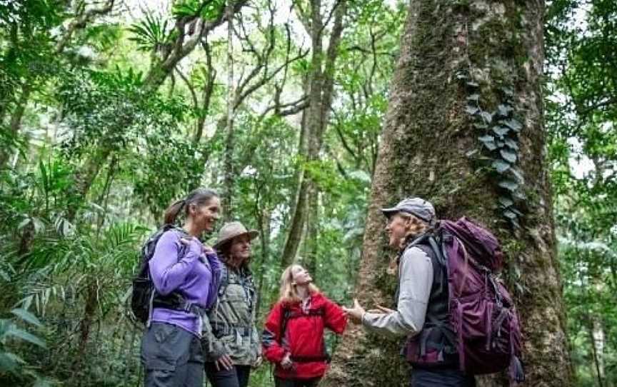 Scenic Rim Trail, Scenic Rim, QLD