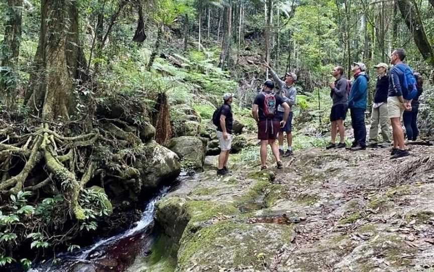 Scenic Rim Trail, Scenic Rim, QLD