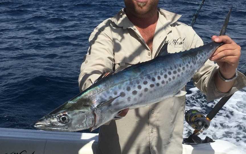 Willfish, Airlie Beach, QLD