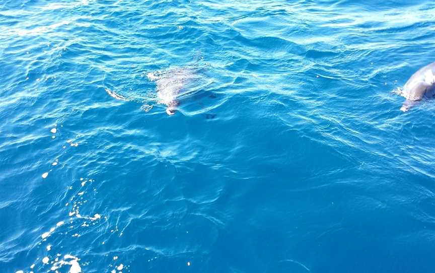 Fishing Offshore Noosa, Noosaville, QLD