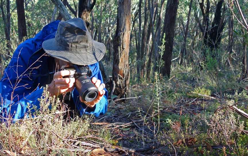 Secrets of the Stringybark Bushland, McHarg Creek, SA