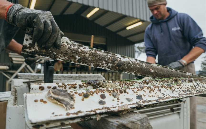 Wheeler's Oyster Farm Tour, Merimbula, NSW