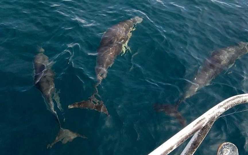 Sheriff Fishing Charters, Narooma, NSW