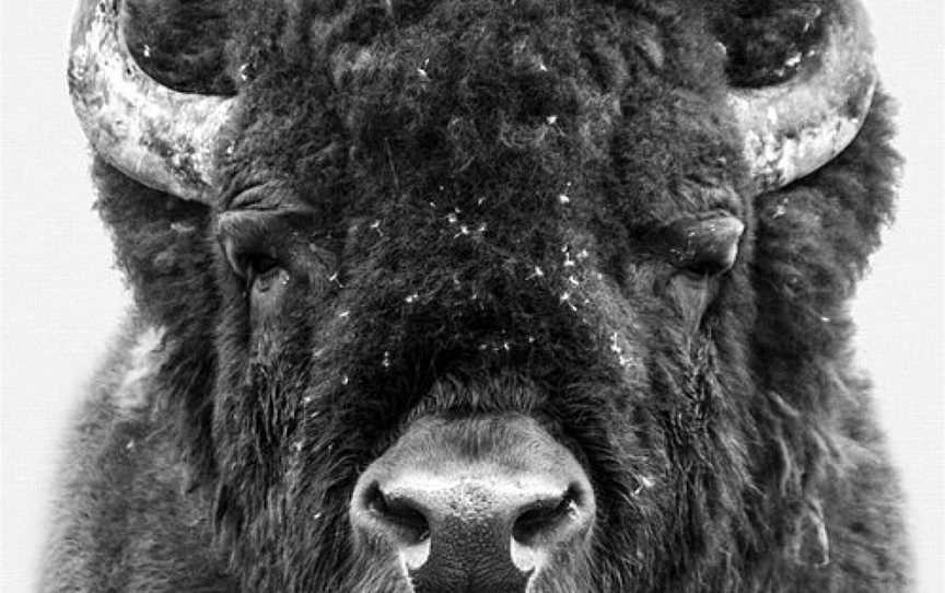 Hunter Valley Bison, Morpeth, NSW